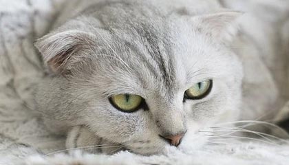 九游下载安装-春节祝福宣？阿奇姆彭出现在大连英博的春节祝福视频当中