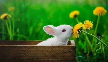 博尼破门迪乌夫进球 意大利杯国米赢都灵晋级四强